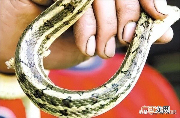 蛇的繁殖器是什么样子的 蛇的繁殖器是什么样子