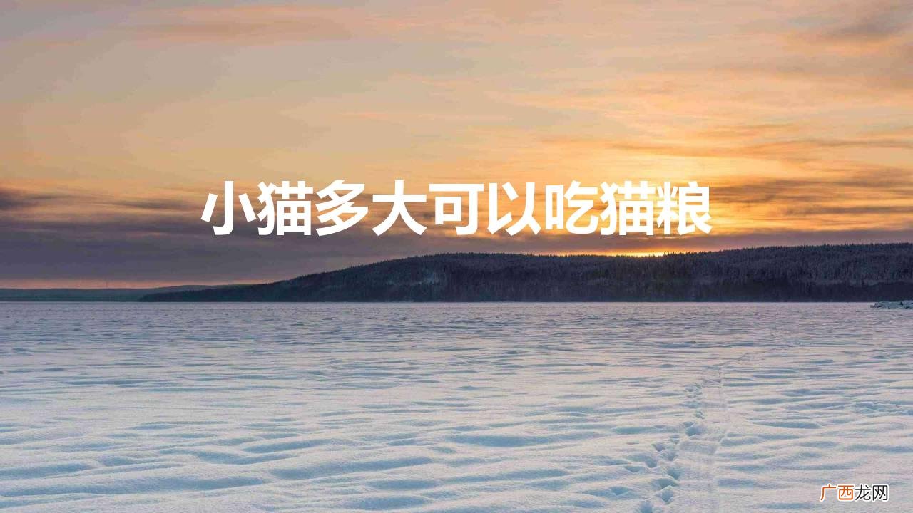 小猫多大可以吃猫粮不用水泡 小猫多大可以吃猫粮