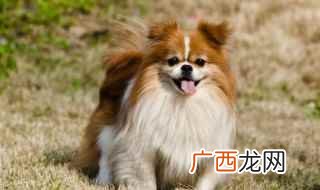 2019年十大肥肥排行榜 可爱顺口的小狗名字