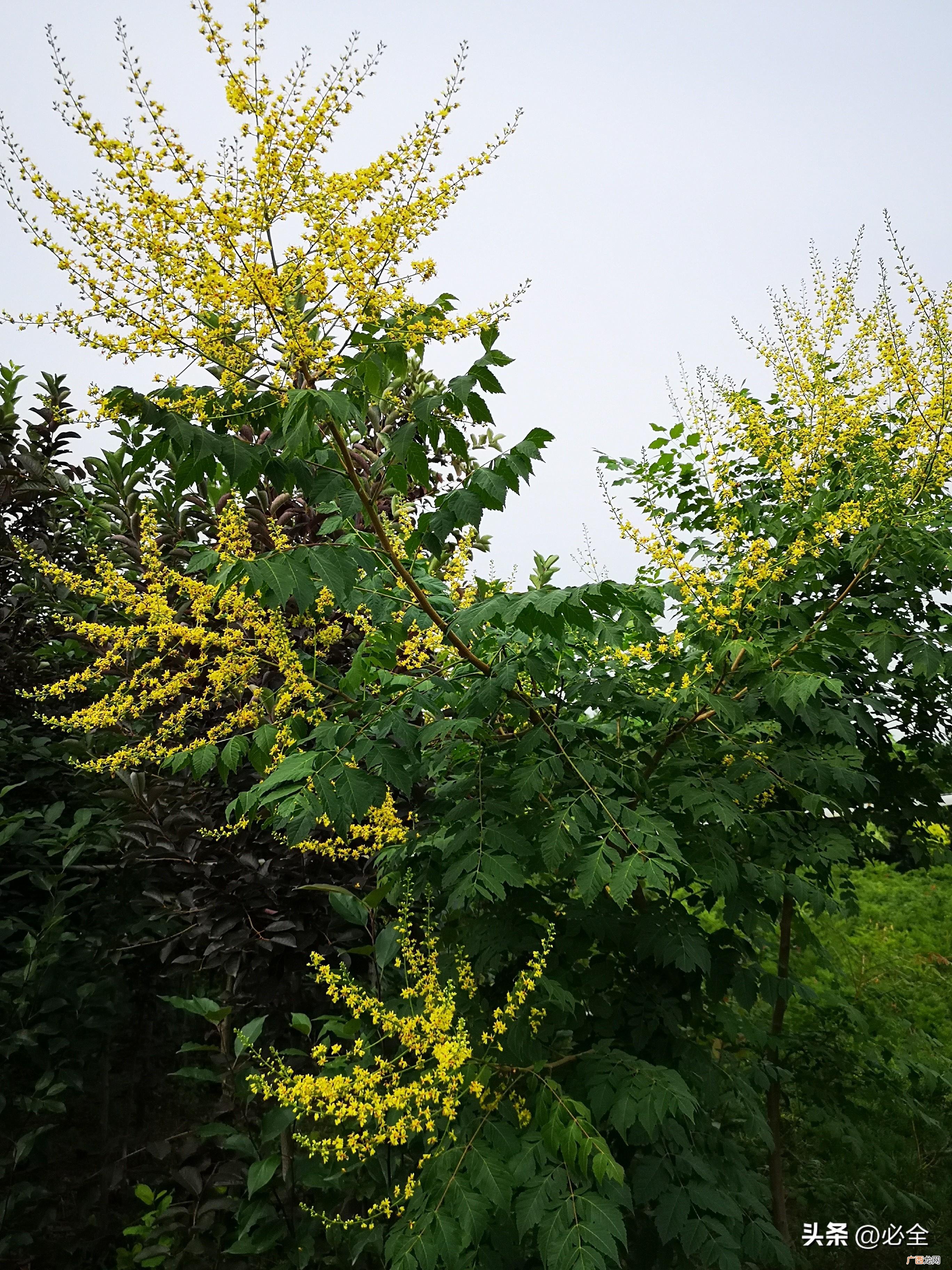 这几十种绿化植物，看看吧 常见的绿化植物品种大全