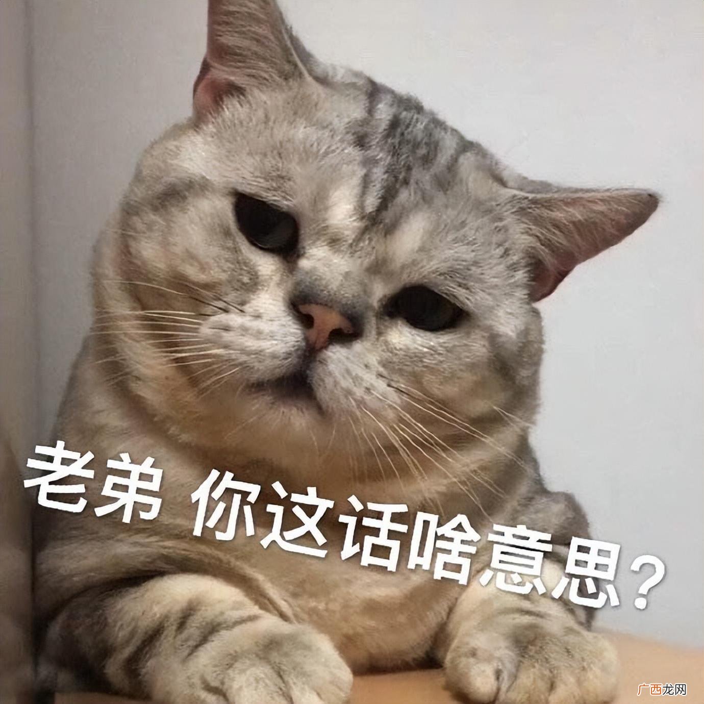 猫咪为什么喜欢做你的跟屁虫 猫咪一直跟着我是什么意思
