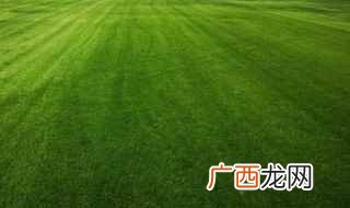 大面积坡地草坪如何种植 剪股颖草坪草种介绍