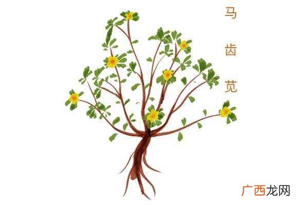 马蜂菜的功效与作用
