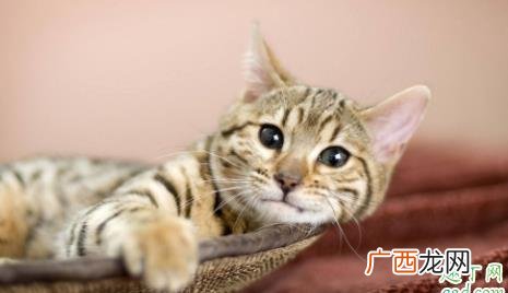 猫咪的鼻支会死吗 猫鼻支能完全治好吗