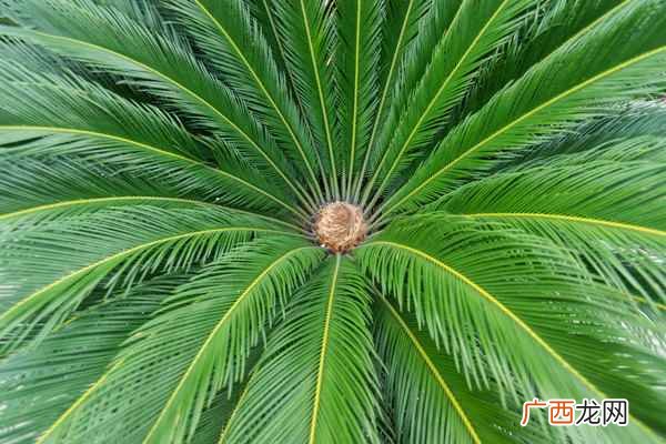 铁树一叶的功效和作用 铁树一叶的功效与作用