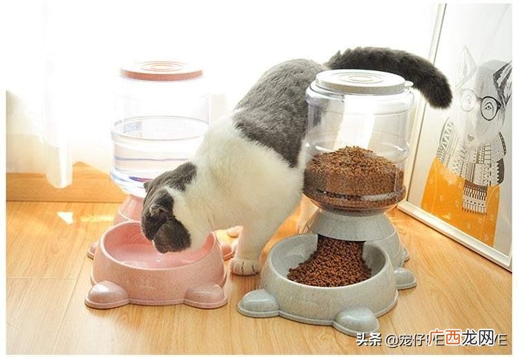 猫咪可以一个人在家多久 猫一个人在家能撑几天
