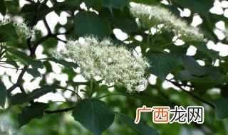 灯台树的气味有哪些 灯台树可以给家里栽吗