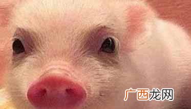 小香猪多少钱一只长什么样 小香猪价格多少钱一只