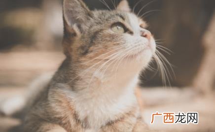 用什么给猫咪磨牙比较好 给猫咪磨牙用什么好