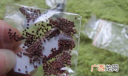 怎么种草莓种子成活率高答案都在这了 草莓种子可以种出草莓吗