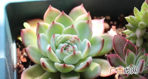 多肉怕冷吗 冬天多肉植物怎么防冻