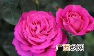 十二月花名歌 十二月花名歌列述