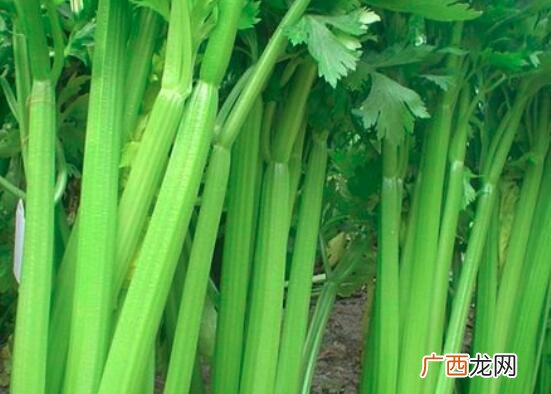 西芹和水芹的营养价值区别 西芹和水芹的区别