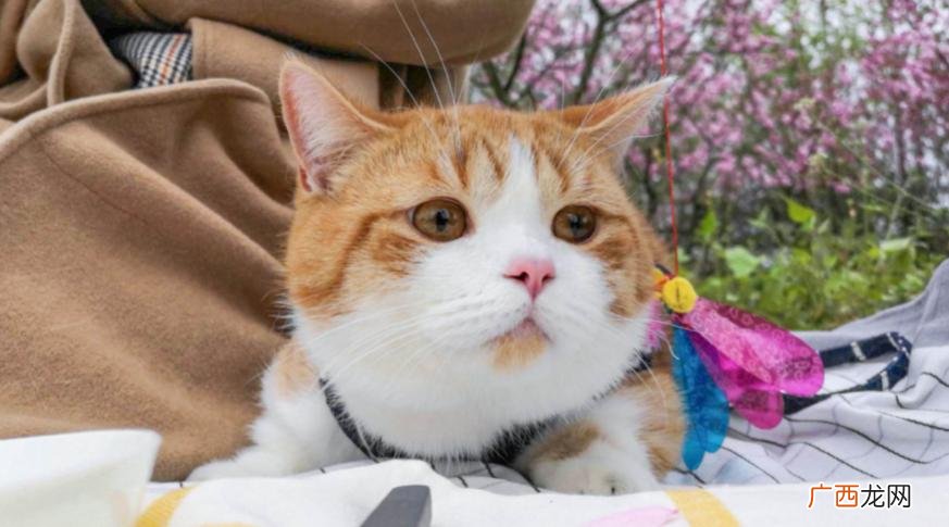 猫咪老去的表现 猫的寿命一般有几年