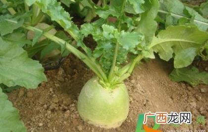 萝卜上长出的叶子可以吃吗 长叶子的萝卜能吃吗