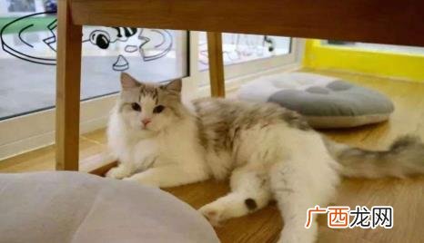 猫咪真的是能听得懂人说话吗 猫咪听得懂主人说话吗可别小瞧喵星人!