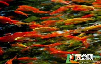 金鱼身上有白色点状物怎么治疗 金鱼身上一层白色的东西怎么治
