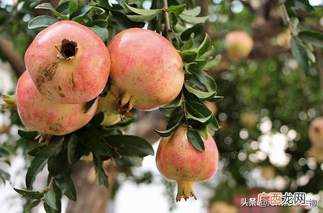 石榴什么时候施用促花保果专用肥料 石榴树施什么肥料好
