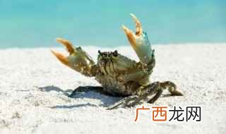蟹黄为高级的调味品和滋补品 大连花盖蟹几月份最肥