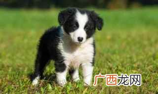 边境牧羊犬怎么样 怎样养好边牧