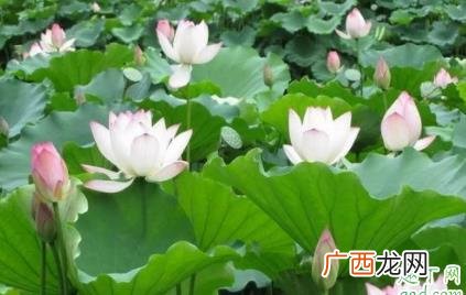 荷花不是莲花吗 莲花和睡莲的区别在哪里