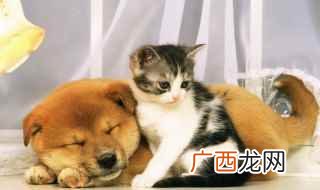 男生适合养什么宠物 上班男生适合养什么宠物