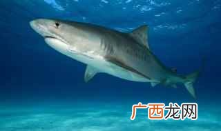 鲨鱼宝宝动画片认识鲨鱼种类 鲨鱼的种类有多少种