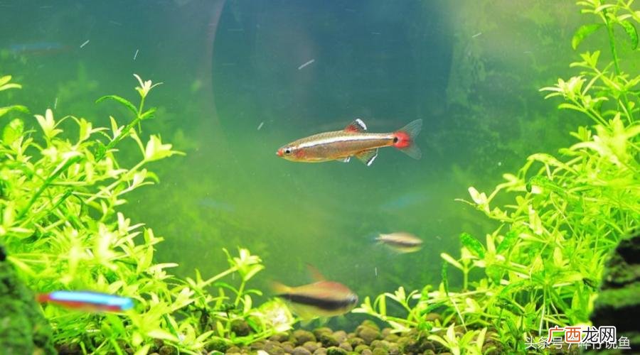 清理鱼缸粪便鱼前十名 金苔鼠吃小鱼吗