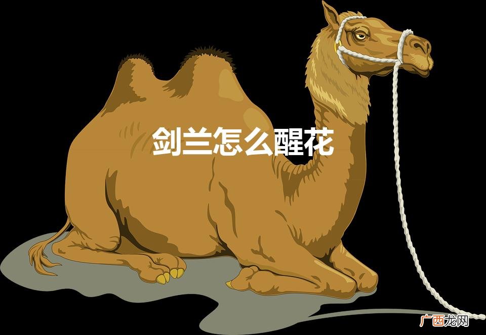 剑兰买回来后如何醒花 剑兰怎么醒花