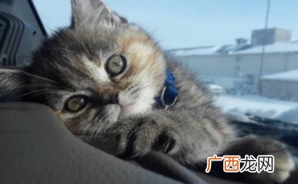 猫猫一只眼睛流眼泪是为什么 为什么猫猫一只眼睛流眼泪