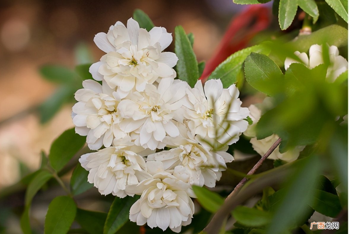 黄木香花为什么叫鬼招手 黄木香花为什么不能种