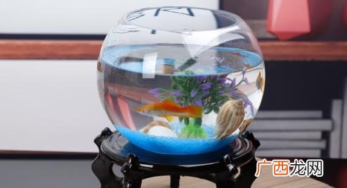鱼缸可以不换水吗鱼缸多长时间换一次水合适 ?鱼缸可以不换水吗