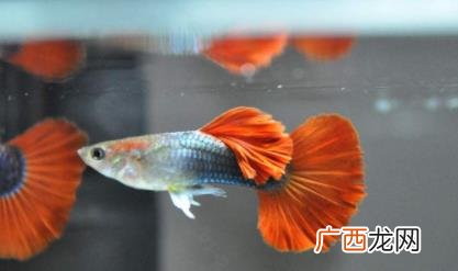 孔雀鱼公母搭配比例 孔雀鱼怎么搭配公母比例