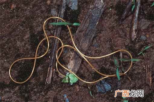 龙线虫的天敌是什么 龙线虫是怎么入侵人体的