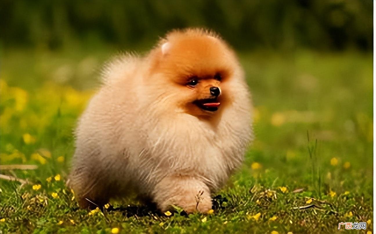 饲养博美犬，要记住7不要 养博美要注意哪些
