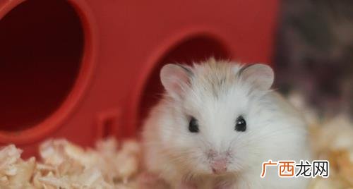 仓鼠需要沙浴吗 给仓鼠洗沙浴的好处都有啥
