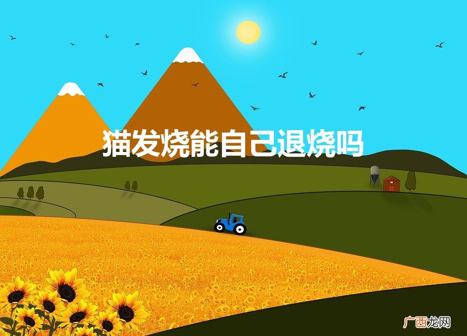 猫咪发烧会自愈吗 猫发烧能自己退烧吗