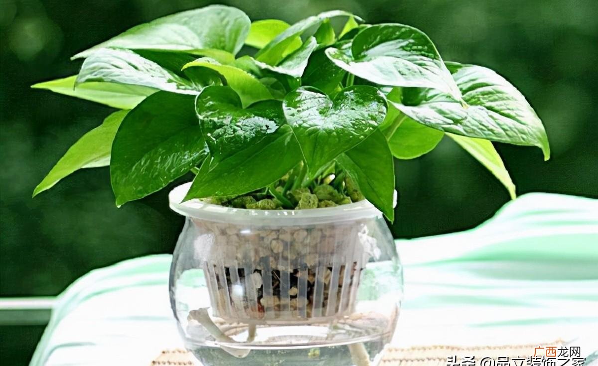 办公室风水绿植首选 办公室最旺风水又好养的植物