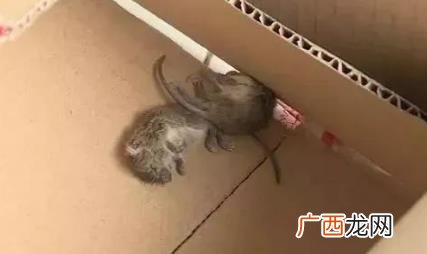 老鼠死在墙里出不来发臭怎么去除 老鼠死在墙里面很臭怎么办