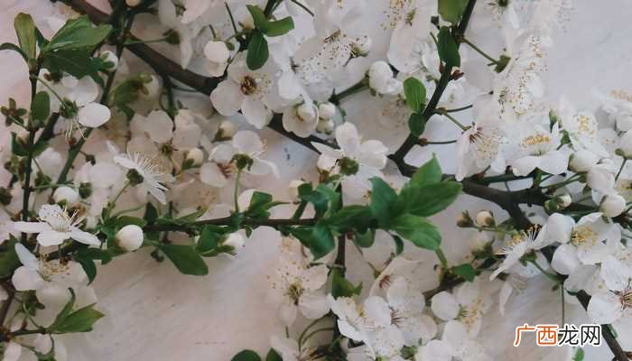 桃花节的由来是什么 桃花节是啥意思