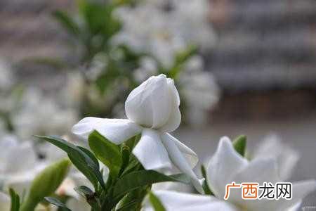 栀子花的花语是什么意思 栀子花的花语是什么