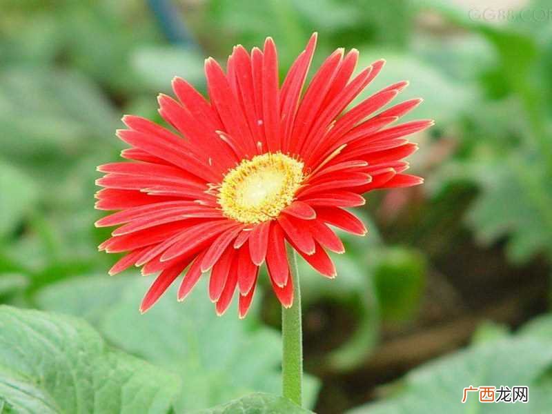 关于非洲菊有这样的传说 非洲菊花语