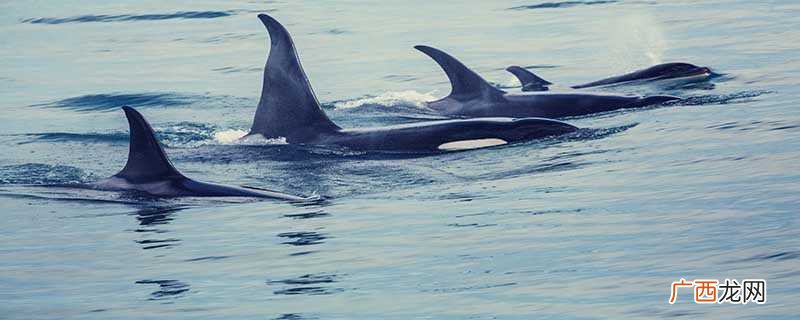 虎鲸是哺乳纲、海豚科中体型最大的物种 虎鲸属于海豚还是鲸鱼