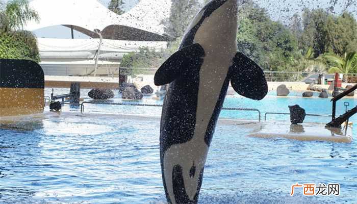 虎鲸是哺乳纲、海豚科中体型最大的物种 虎鲸是海豚还是鲸鱼