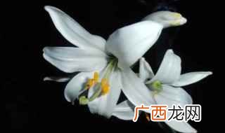 栀子花白色的花有哪些 白色花有哪些