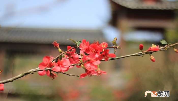 冬天开什么花最常见的 冬天开什么花