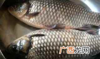 鲫鱼的营养价值比较高 常吃野生大鲫鱼的好处和坏处