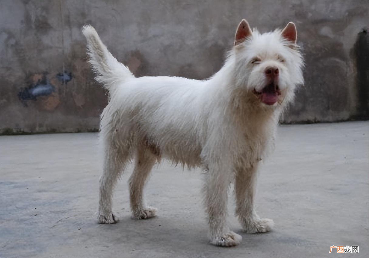 下司犬适合家养吗 下司犬多少钱一只