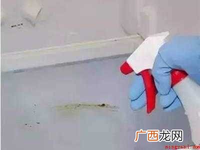 墙上发霉出现很多小虫子怎么除去