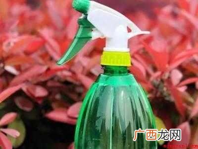 墙上发霉出现很多小虫子怎么除去